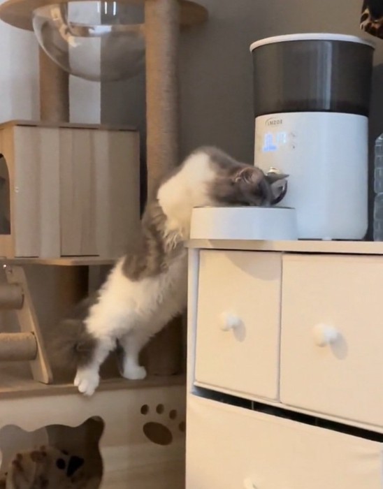 エサを食べるギンくん