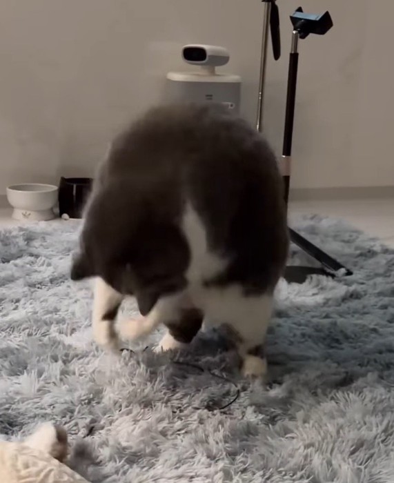 紐状のオモチャを捕まえる猫