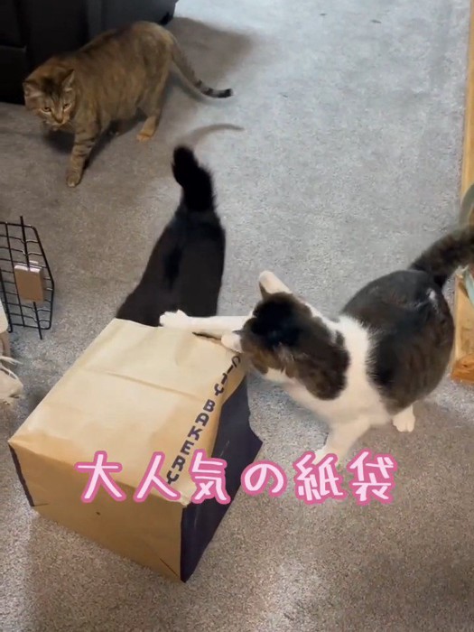 紙袋に集まる猫たち
