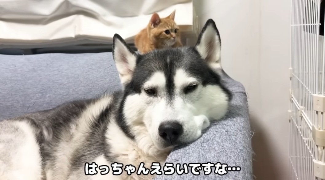 ハスキーの頭の上であたりを見回す子猫