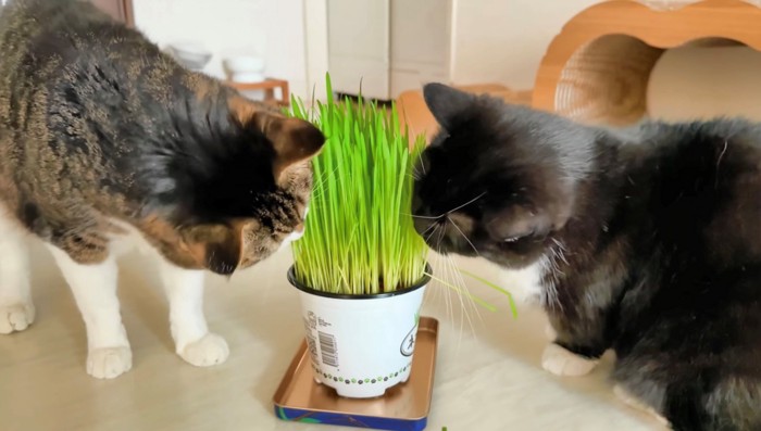 猫草を上手に食べる2匹の猫