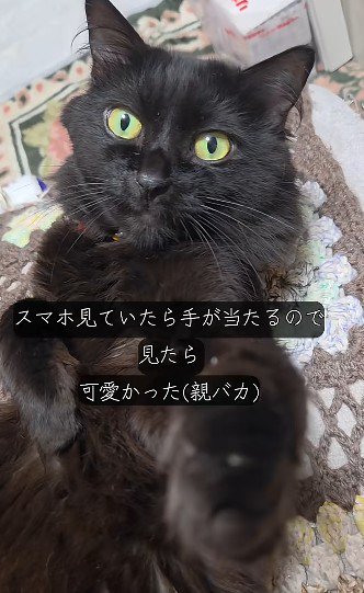 左手を伸ばす猫