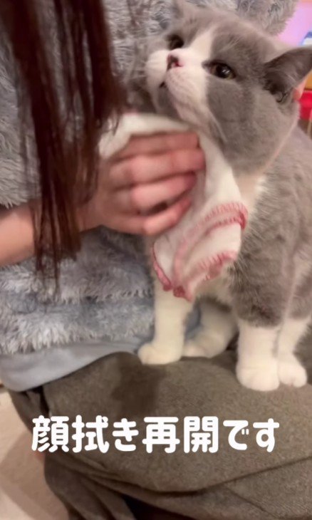 顔を拭かれる猫