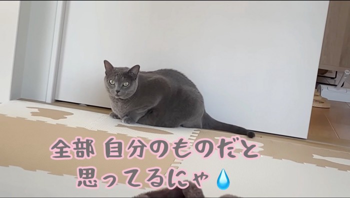 遠くから黒猫を見つめるグレーの猫