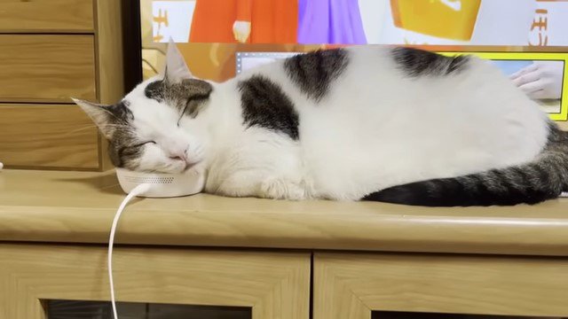 テレビの前で寝る猫