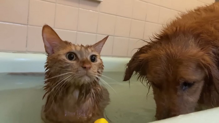 お風呂に入る猫と犬