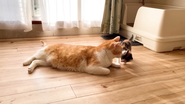 顔を近づけるむぎくん