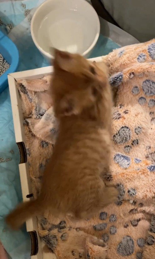 四つん這いになった茶トラ