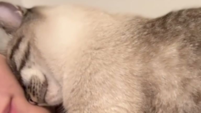 女性に添い寝する猫