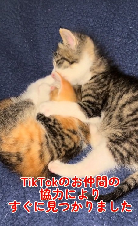 毛づくろいをしている2匹の子猫