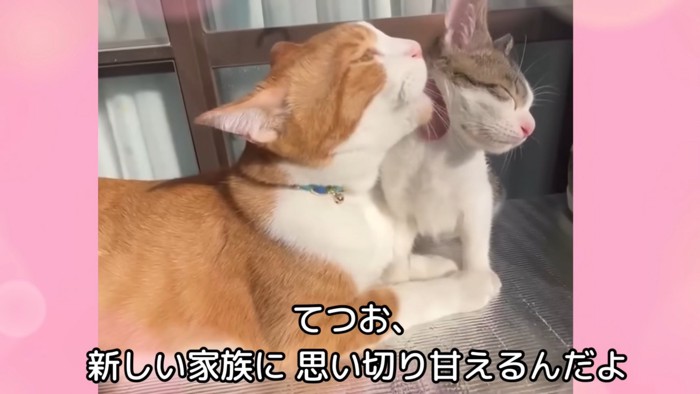 テロップ「てつお、新しい～」