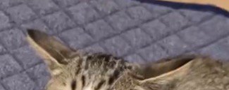 横に倒れた猫の耳