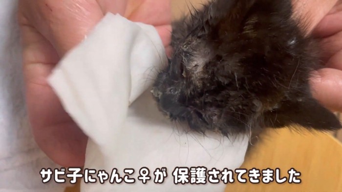 顔を拭かれる子猫