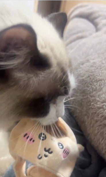 おもちゃを咥えている猫
