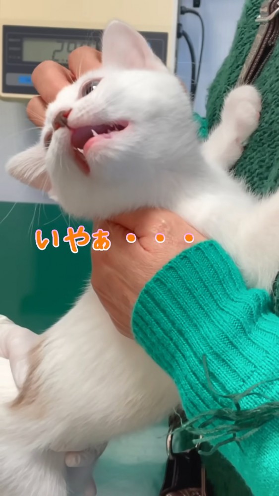 鳴く子猫