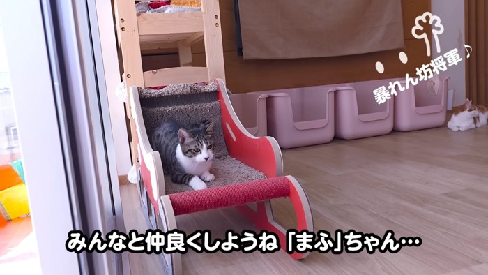 爪とぎの上に座る猫