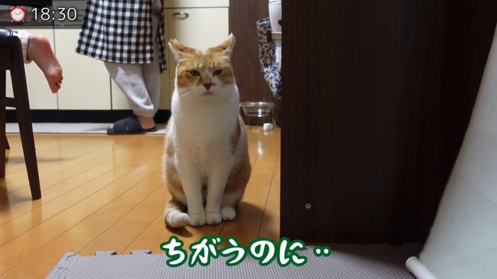 座ってイカ耳になる猫