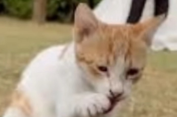 前足を舐める猫