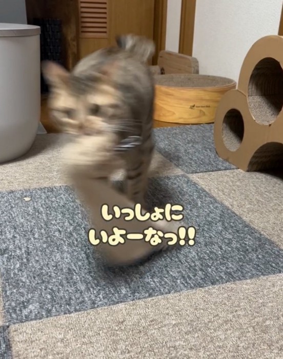 タオルを持ち去る猫