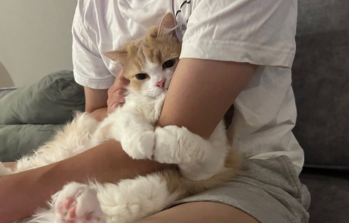 人の腕を抱きしめる猫