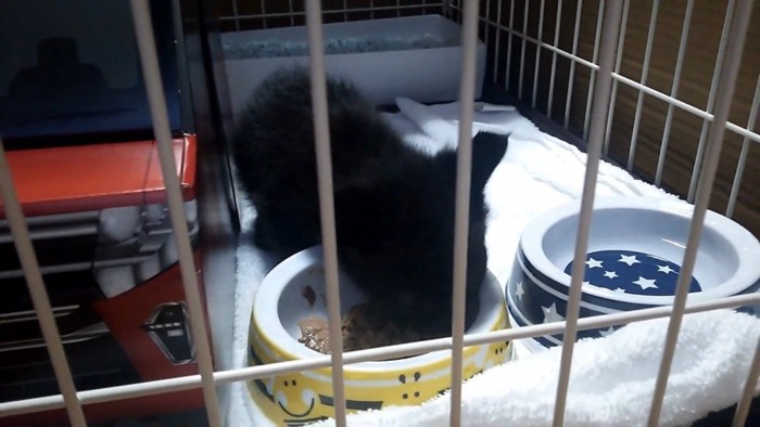 ケージの中でごはんを食べる子猫