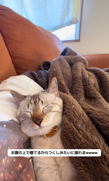 小刻みに揺れる猫