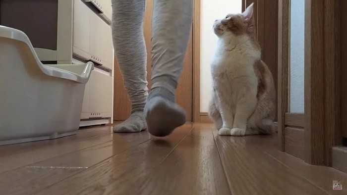 上を見る猫