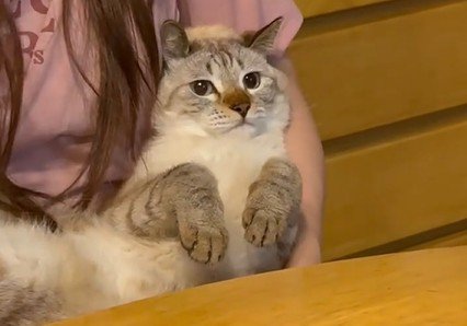 飼い主さんに抱かれている猫
