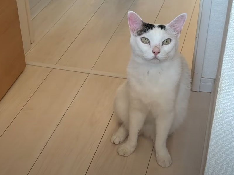 出入り口に座る猫