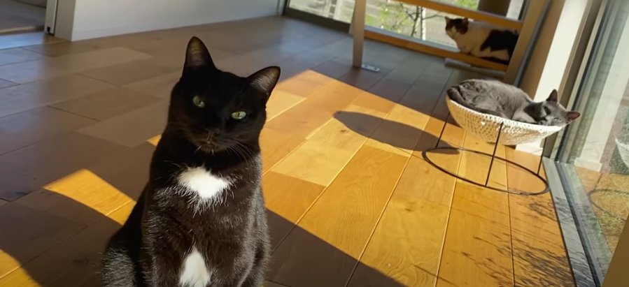 正面を見ている3匹の猫