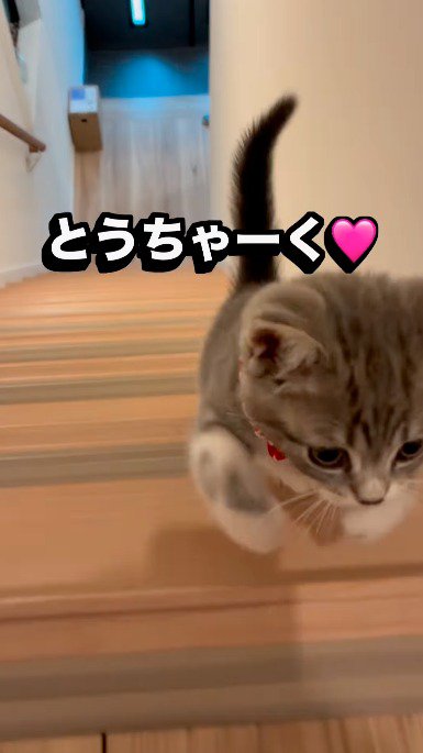 階段の上にいる飼い主のところまでやってきた子猫