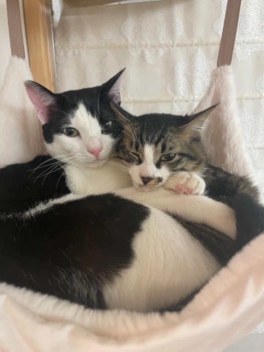 ハンモックで寄り添う2匹の猫