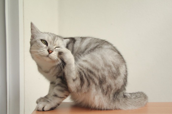 かゆい猫