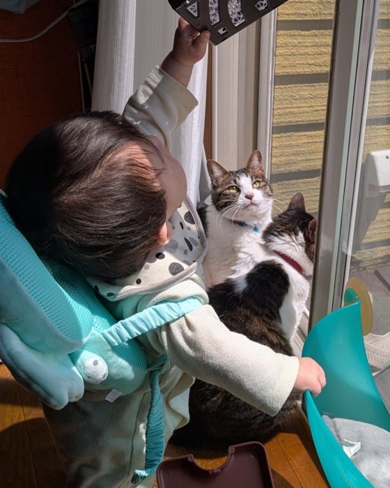 窓際にいる赤ちゃんと猫たち