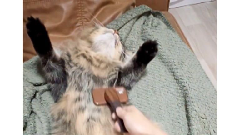 ブラッシングされている猫