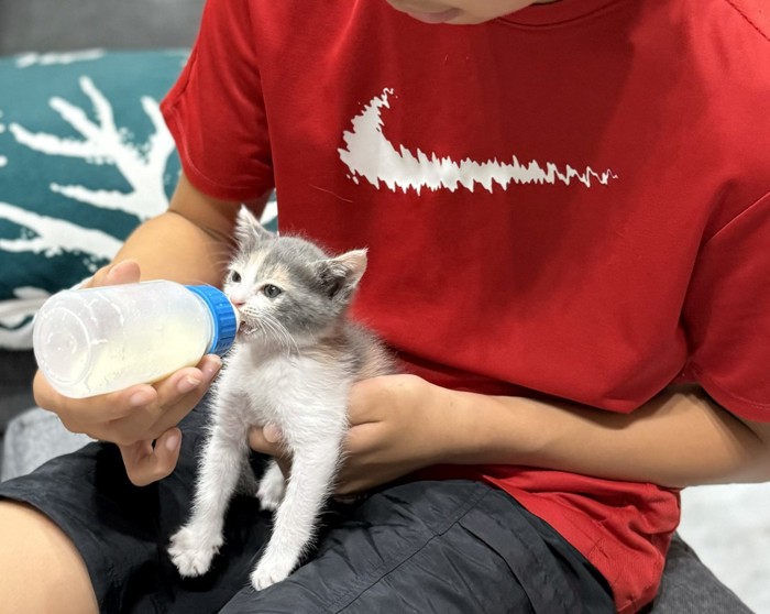 ミルクを飲む子猫