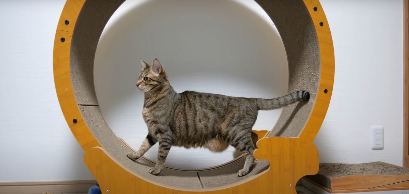 キャットホイールで立ち止まるキジトラ