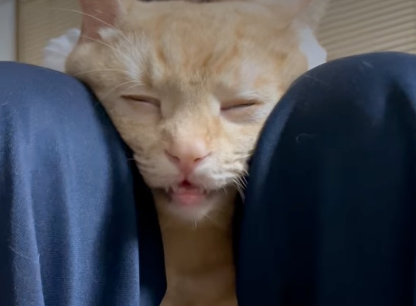 目を閉じる猫の顔