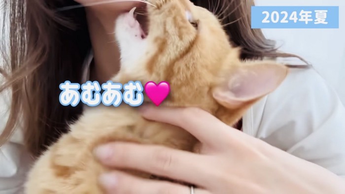 ママに抱っこされて甘える茶トラ猫