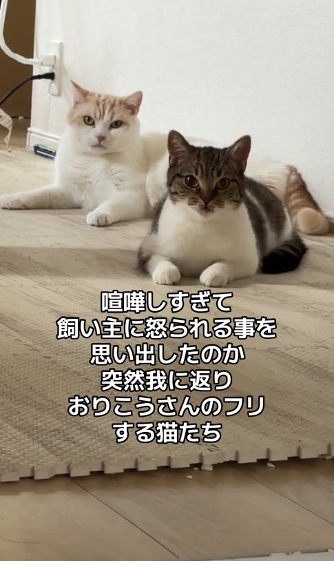 伏せをしてカメラを見つめる2匹の猫