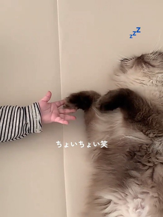 猫の手を触る子どもの手