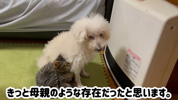 犬にくっつく猫