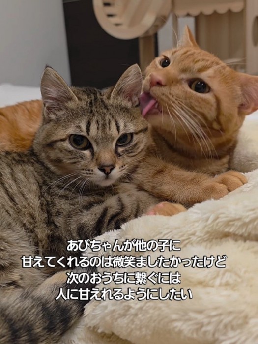 茶トラに毛づくろいされる子猫