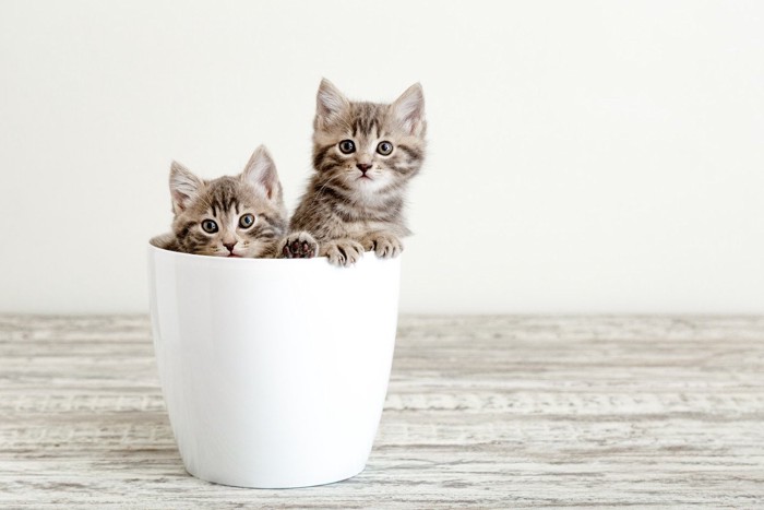植木鉢から顔を出す2匹の子猫