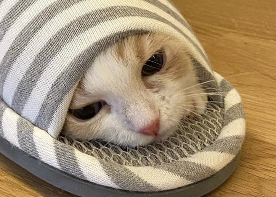 スリッパの中に顔を入れて落ち着いた表情になる子猫