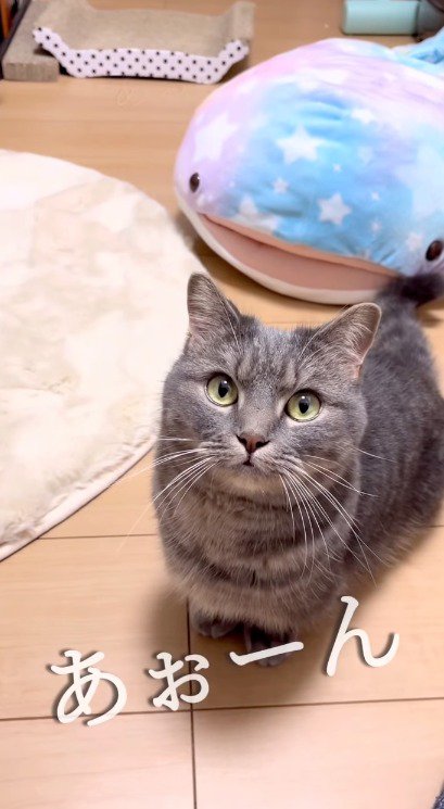 犬の遠吠えのマネをする男性と女性