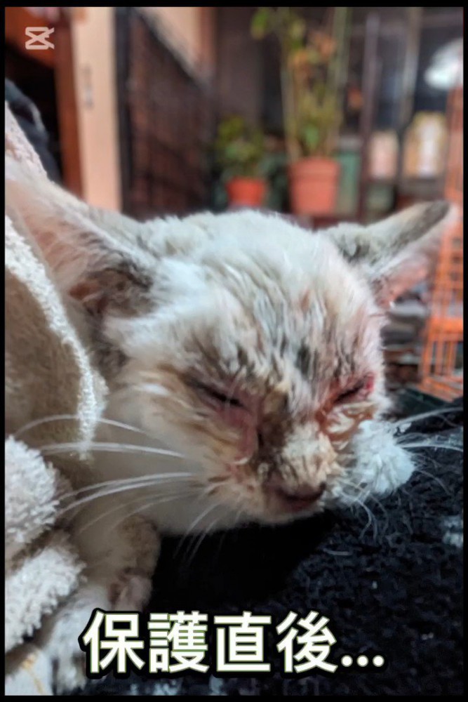 目が開かない猫