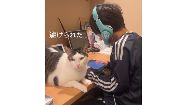 男の子と猫