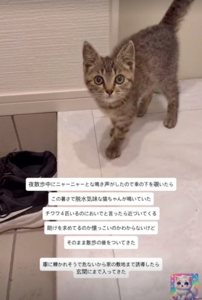 ベッドの近くにいる2匹の柴犬