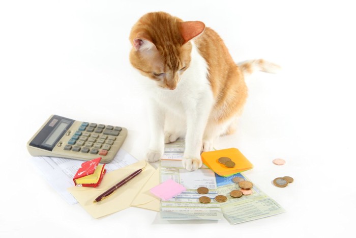 猫と電卓とお金
